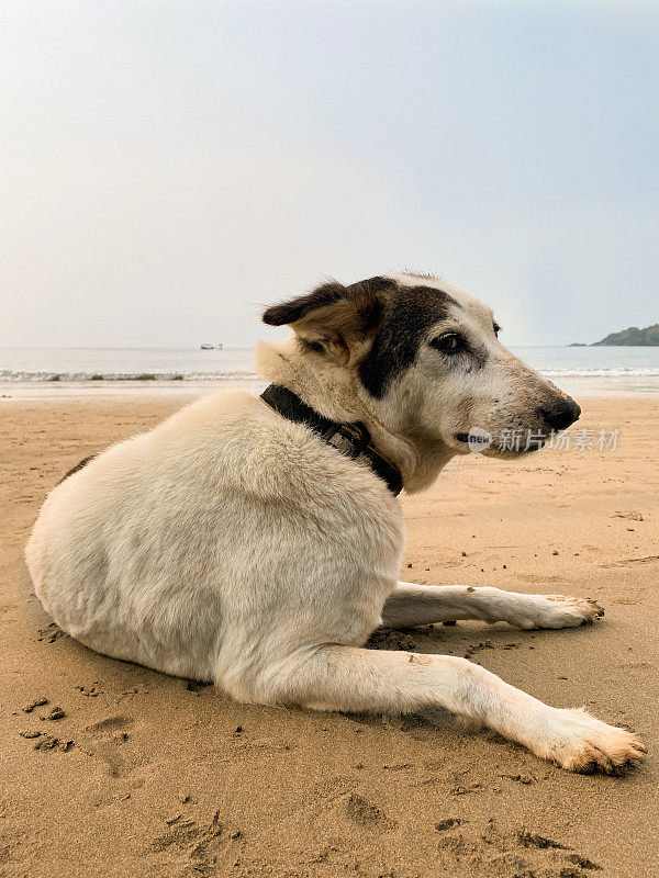 特写图像的印度野生流浪狗躺在潮湿的沙子附近的水的边缘的海在退潮，重点在前景