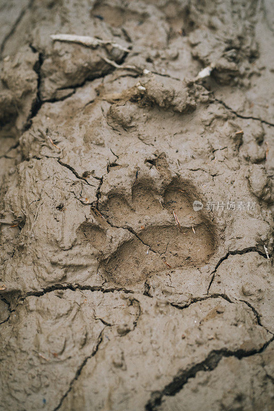 泥泞的小路上有熊脚印