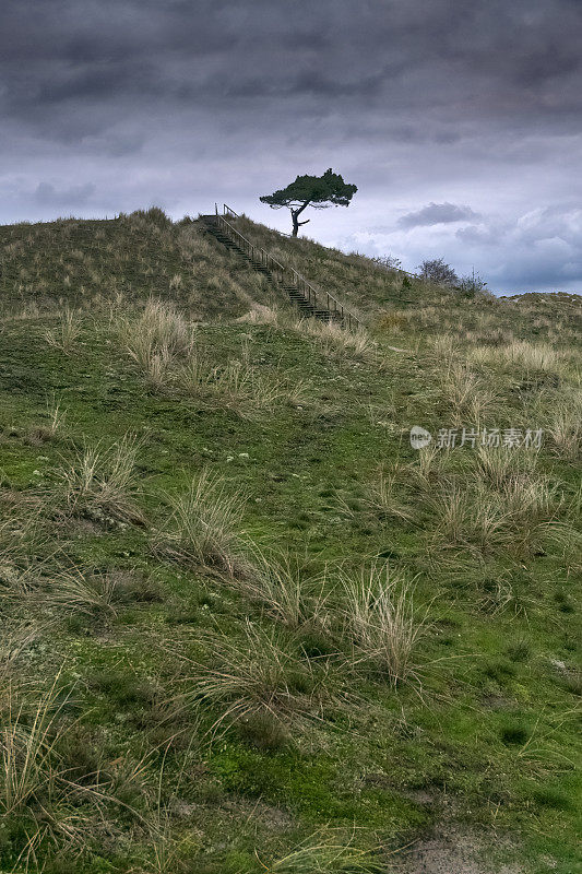 沙丘顶上孤独的松树，特谢林，荷兰