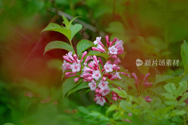 佛罗里达州Weigela:花