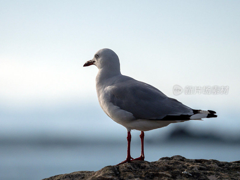 海鸥肖像