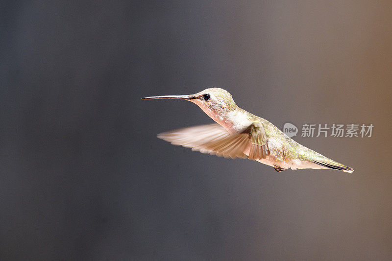 黑下巴蜂鸟雌性