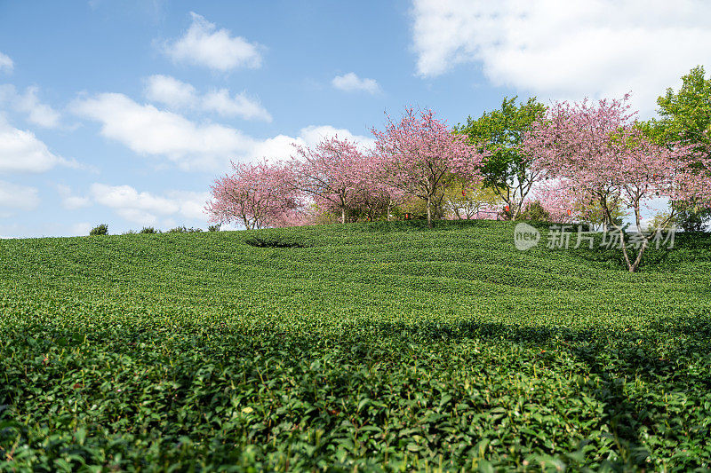 美丽的樱花有机茶园