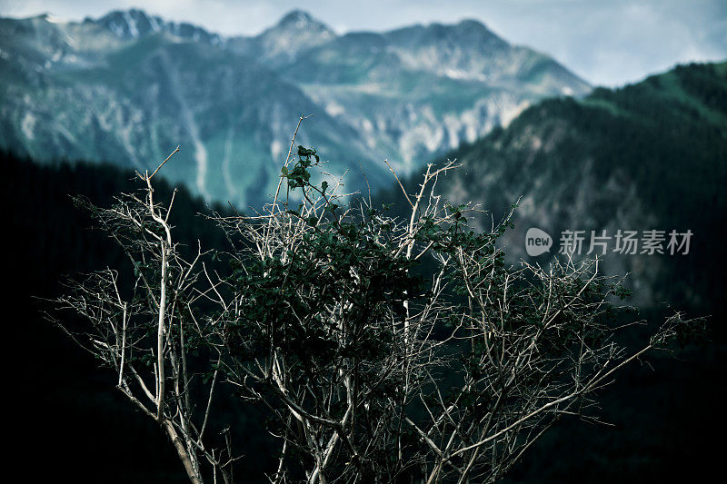 透过高地灌木看到山脊