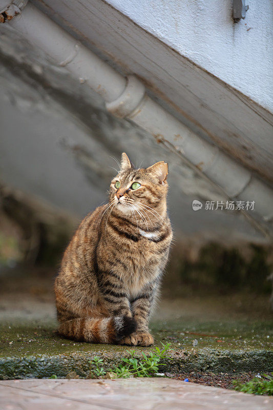 流浪的虎斑猫。