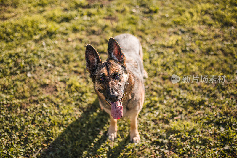 高角度的德国牧羊犬直视着他头顶上的相机