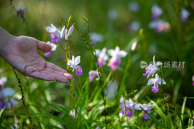 柔软的触摸自然，女性的手触摸盛开的花朵。