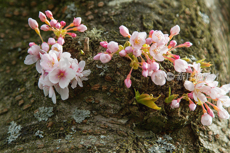 樱花