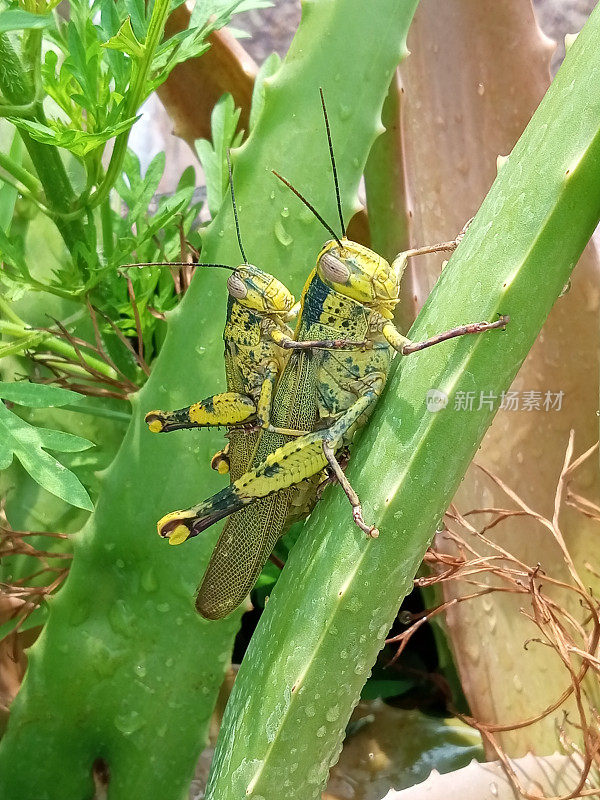 昆虫世界的二态性