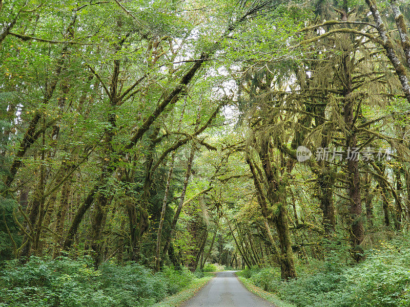 华盛顿奥林匹克国家公园穿过树木的道路