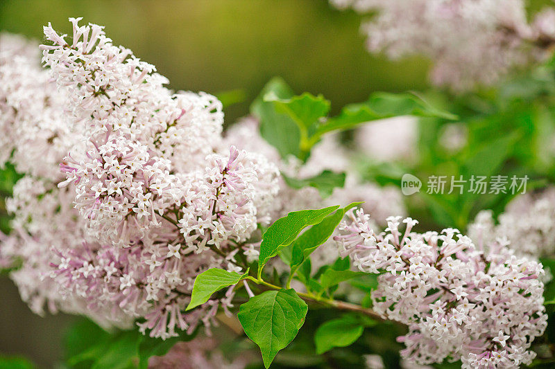 紫色的丁香花