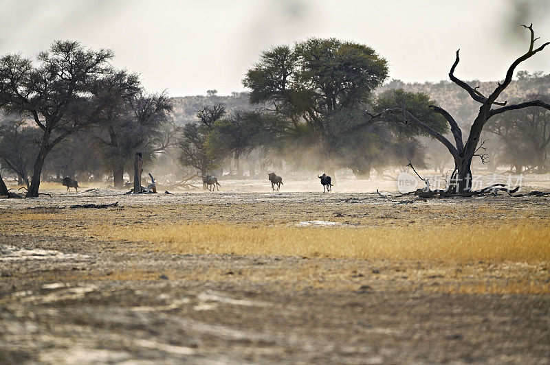 一群角马穿过卡拉加迪沙漠，踢起了沙子