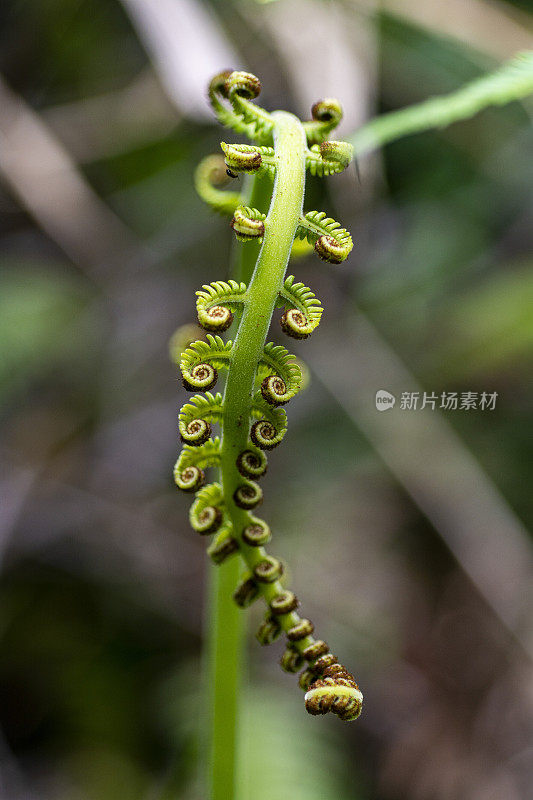 船首饰蕨类植物