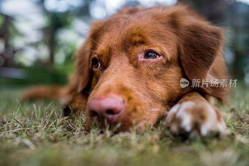 红毛新斯科舍省猎犬躺在夕阳下的草地上。