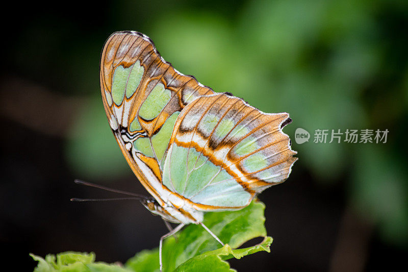 宁静的孤独:有棕色和白色斑纹的浅绿色蝴蝶栖息在绿叶上