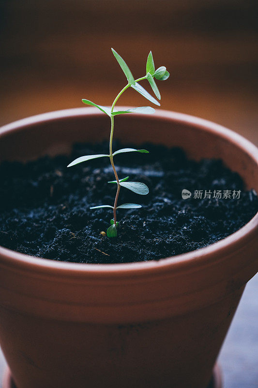 小蓝桉树植物在花盆里