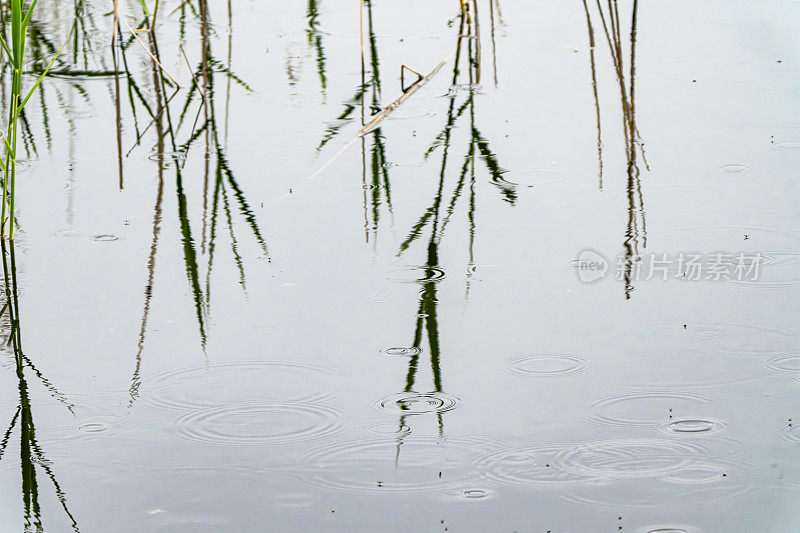 雨中的芦苇