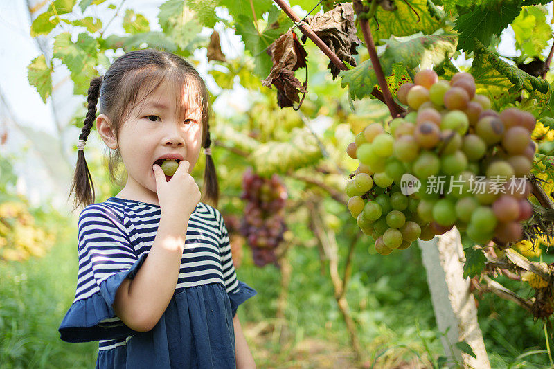 小女孩品尝葡萄