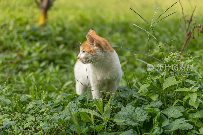 可爱的白姜猫在户外草地上休息