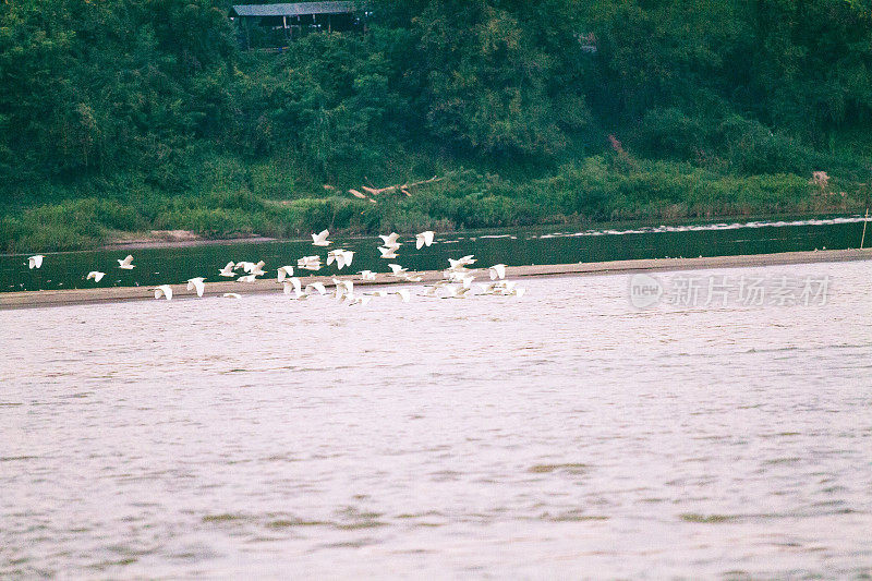 日落时分，湄公河上有许多低飞的泰国鹤