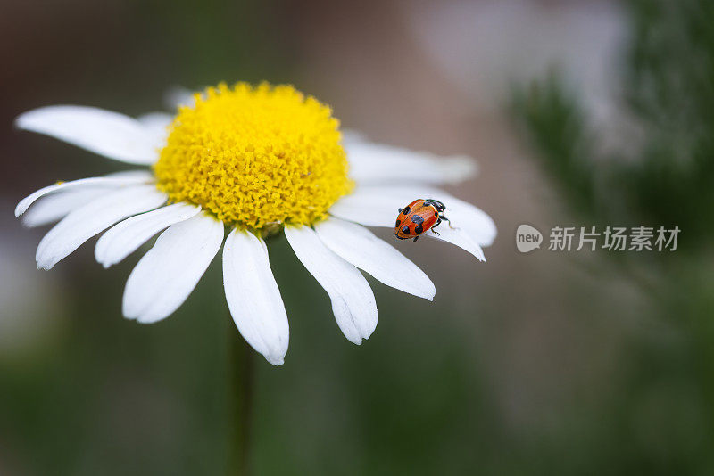 花头上的瓢虫