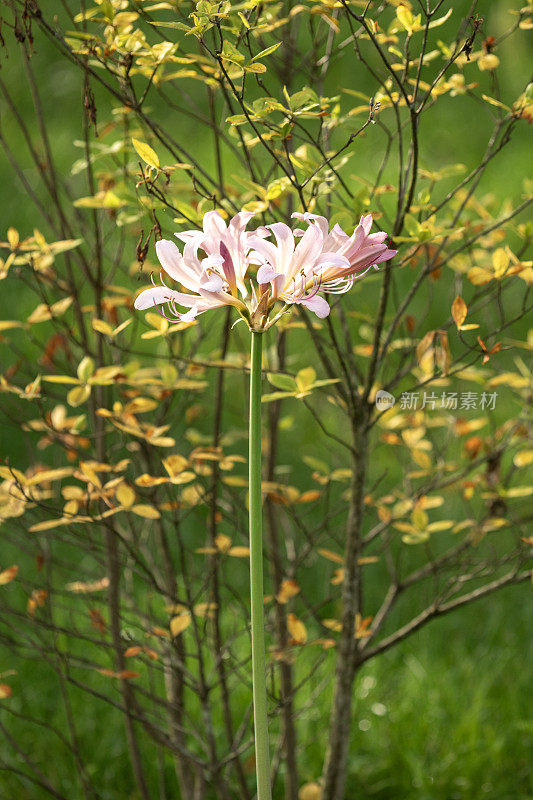 百合花