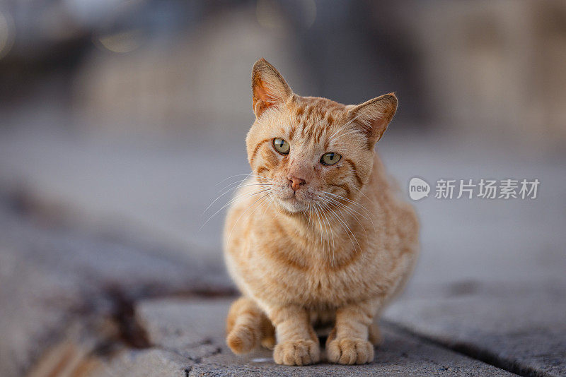 又脏又老的姜黄色流浪猫。