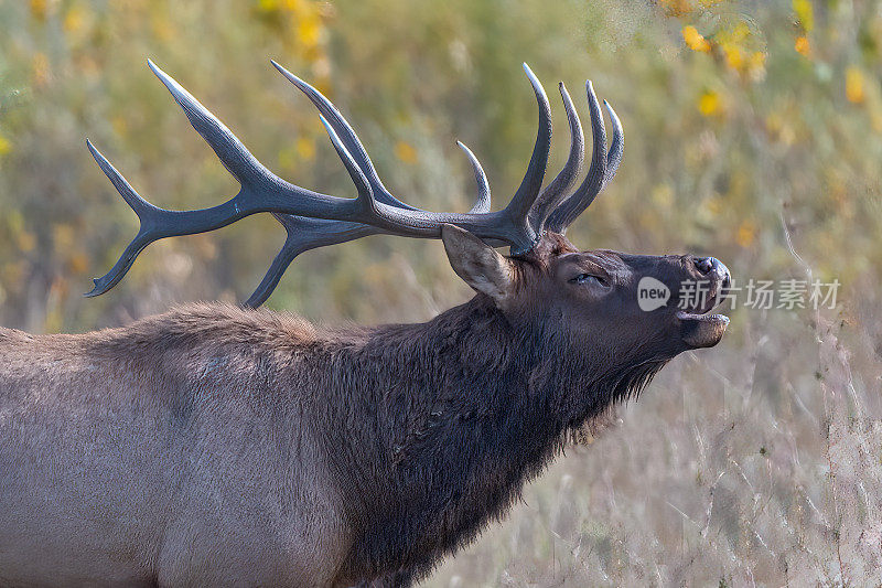 在美国蒙大拿州北部的查尔斯·拉塞尔野生动物保护区，巨大的公麋鹿控制着他的一群麋鹿，并向它们吹号
