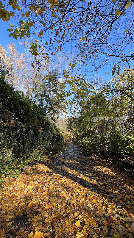 树叶在地面岩石溪公园华盛顿