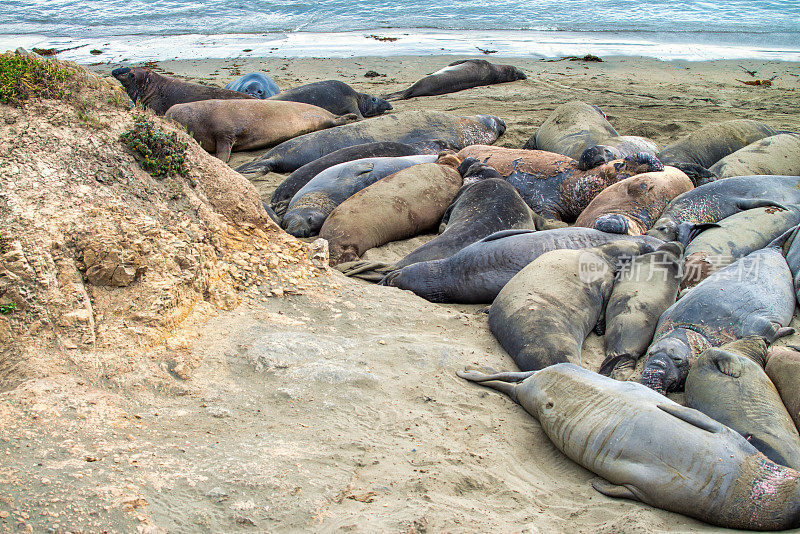 加利福尼亚大苏尔海岸线上的海狮