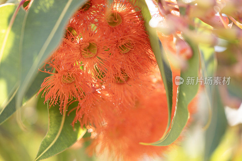 美丽的树胶树橙色的花和芽，背景与复制空间