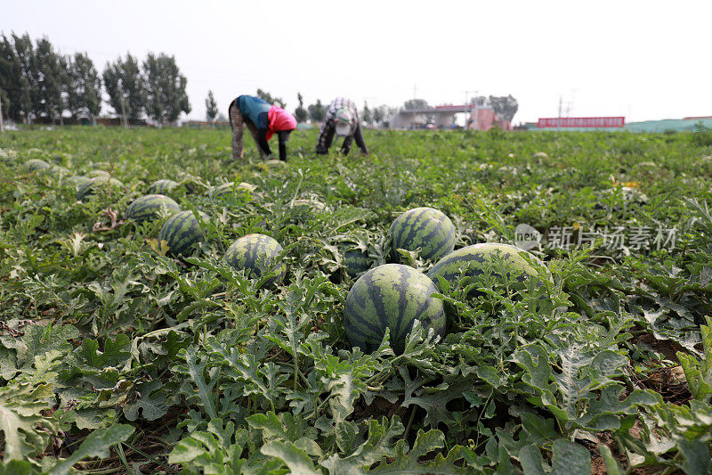 中国河北省滦南县，农民们正在一个农场收获西瓜。