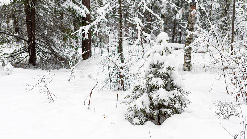 冬天结霜的森林里的雪中的小圣诞树。新年心情。在乡间散步。季节性的林地。文本复制空间