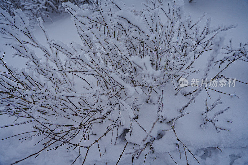 树枝上的雪(硬霜)