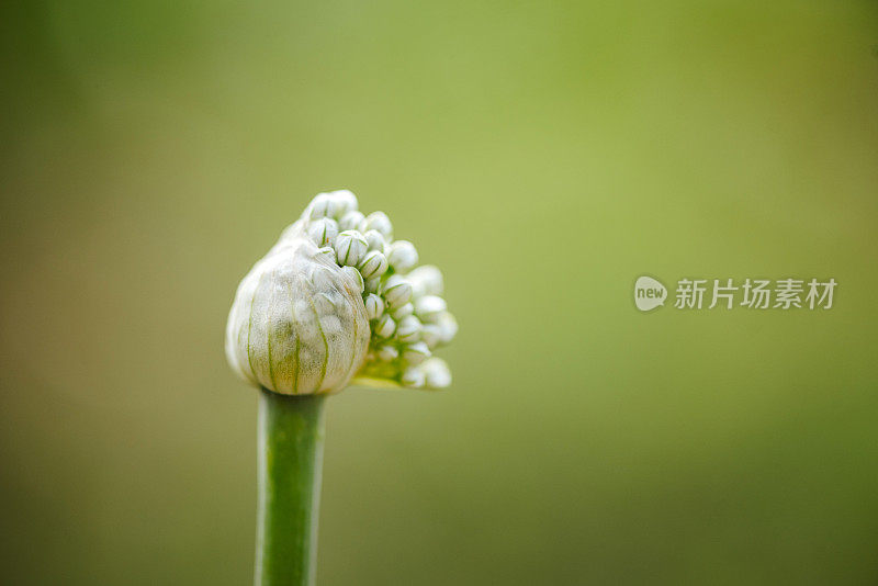 洋葱花特写照片