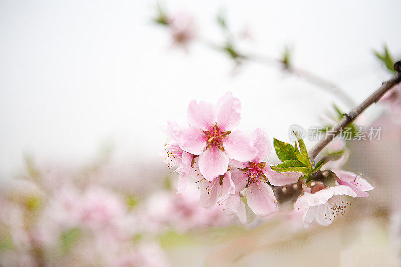 水果花