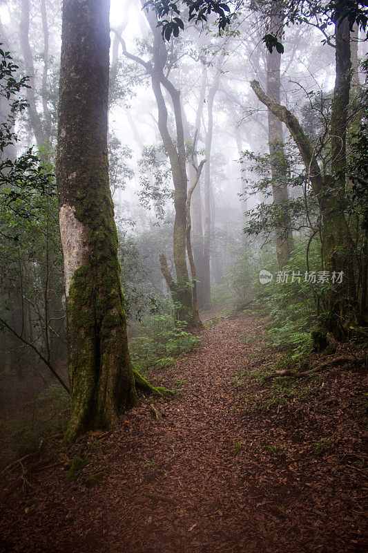 这条徒步小径通往南非Magoebaskloof神秘的薄雾覆盖的雨林深处。