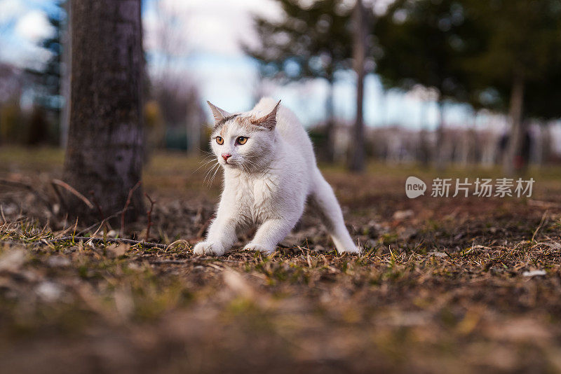 街头猫在公园里伸懒腰