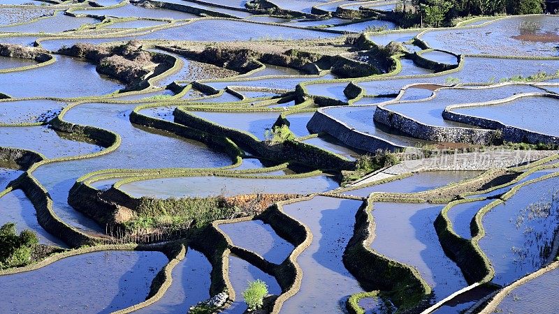 哈尼梯田，鸳鸯，中国