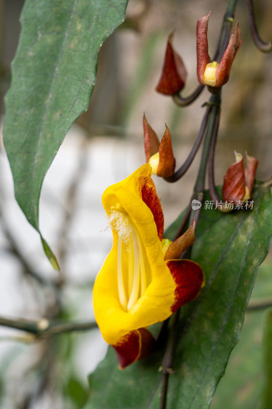 密索藤，也叫密索藤或印度钟藤，一种来自热带雨林的外来攀缘植物。它是刺科开花植物的一种。