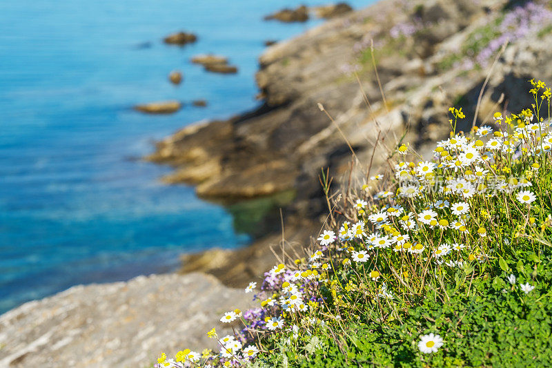 明媚的四月里，海崖上的花朵
