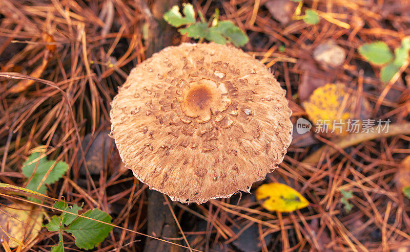 秋林里的蘑菇伞