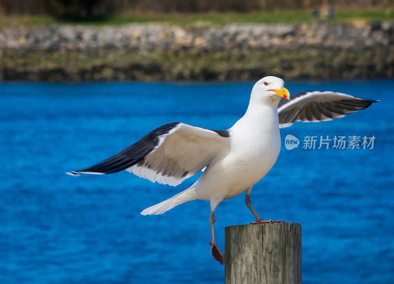 在柱子上着陆