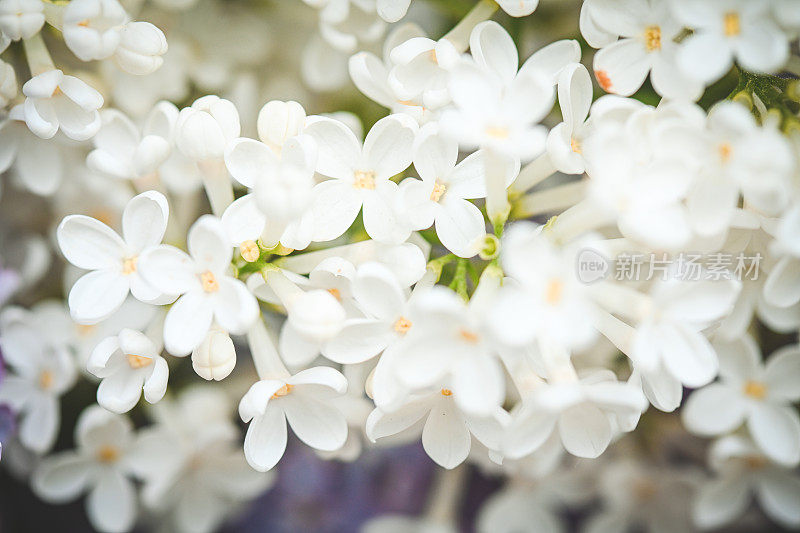 丁香花靠近背景