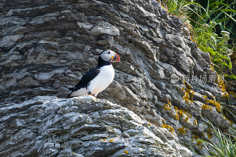 大西洋海雀，兄弟海雀，站在岩石上