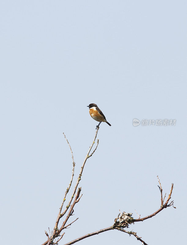 石鳖(石鳖)男