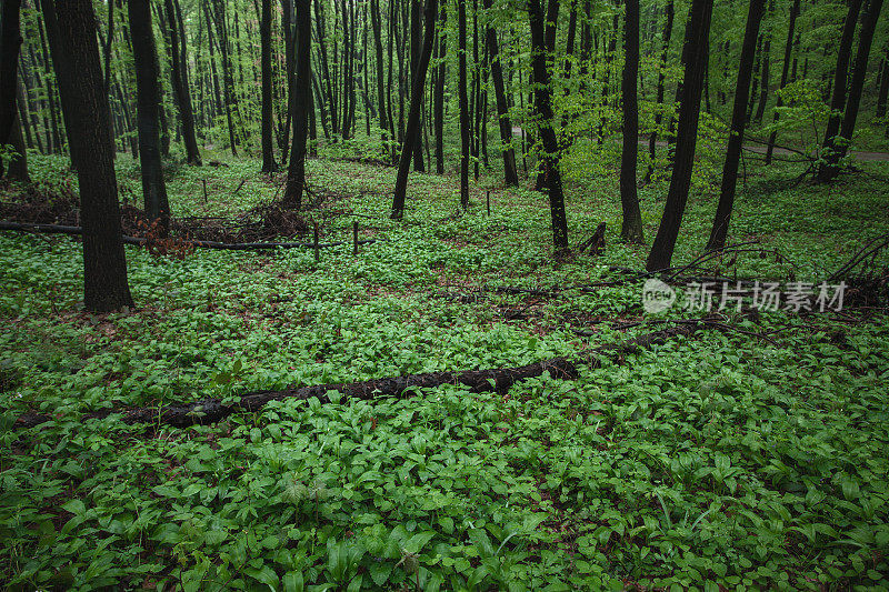 熊大蒜田在森林深处