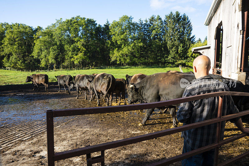 肉牛农场。一个养牛人和他的一群和牛在谷仓里
