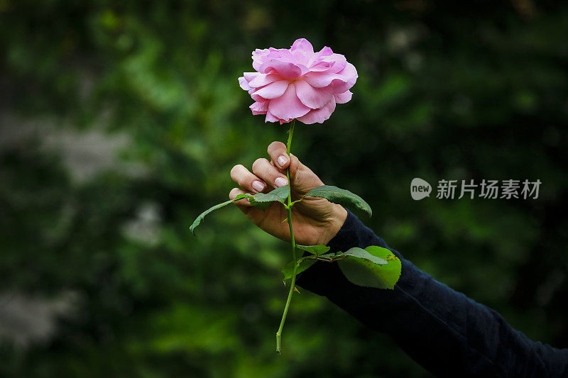 女人拿着玫瑰