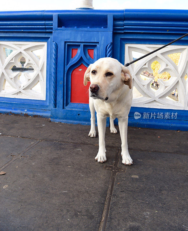 塔桥上的拉布拉多寻回犬